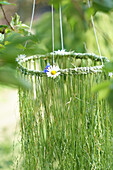 Midsummer grass crown with daisies, Scandinavian tradition for the summer solstice