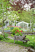 Idyllischer Garten mit roten Tulpen (Tulipa) in alter Holzkschubkarre