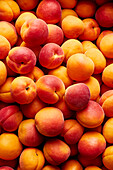 Apricots