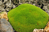 New Zealand Moss (Scleranthus uniflorus)