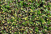 Pinnate cushion (Leptinella squalida)