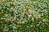 Magellan-Stachelnüsschen (Acaena magellanica)