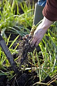 Harvesting oat roots (Tragopogon porrifolius) in the garden