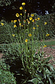 Blühende Garten-Schwarzwurzel (Scorzonera hispanica)