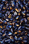 Mussels (picture-filling)