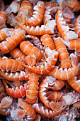 Shrimp (full picture)