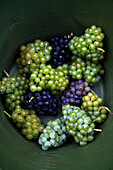 Different kinds of grapes