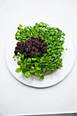 Four different kinds of cress