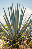 Green agave leaves with thorns (Mexico)