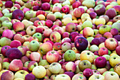 Verschiedene Apfelsorten (Bildfüllend)