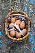 Chicken eggs with feathers in a basket
