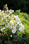 Weiße Rosen im Garten