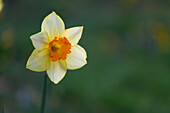 Weisse Narzissenblüte (Narcissus) blühend im Garten