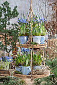 Zwerg-Iris (Iris reticulata) 'Clairette, Traubenhyazinthen (Muscari) 'White Magic' in Tassen auf Etagere hängend