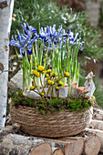 Zwerg-Iris (Iris reticulata) 'Clairette und Winterling (Eranthis Hyemalis) in Blumenschale auf Holzstoß