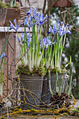 Iris reticulata;Clairette;