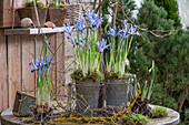 Zwerg-Iris (Iris reticulata) 'Clairette und Schneeglöckchen in kleinen Blechtöpfen auf Gartentisch beim Umpflanzen