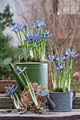 Zwerg-Iris (Iris reticulata) 'Clairette' in alten Gießkannen eingepflanzt