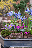 Zwerg-Iris (Iris reticulata) 'Clairette', Traubenhyazinthen  'White Magic', Krokus und Alpenveilchen in Blumenschale