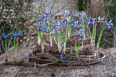 Gewundener Kranz aus Hartriegel und Chinaschilf mit Zwerg-Iris (Iris reticulata) 'Clairette'