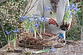 Iris reticulata; Clairette; twisted wreath of dogwood and miscanthus