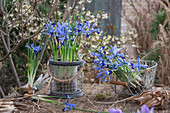 Zwerg-Iris (Iris reticulata) 'Clairette' beim Einpflanzen