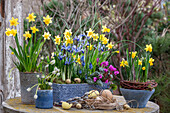 Narzissen 'Tete a Tete', Traubenhyazinthen (Muscari), 'White Magic', Zwerg-Iris (Iris reticulata) 'Clairette' in Töpfen mit Osterdeko