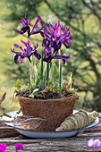 Iris reticulata;Purple Hill;