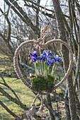 Hängendes Herz mit Zwerg-Iris (Iris reticulata) 'Purple Hill'