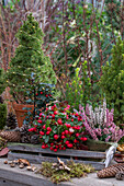 Winterdeko auf der Terrasse mit Erika (Calluna), Scheinbeere (Gaultheria procumbens), Tannenzapfen, Stechpalme und Fichtenbäumchen (Picea glauca) mit Lichterkette