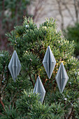 Verschneite Kiefer im Garten dekoriert mit weihnachtlichen Papieranhängern, Christbaumschmuck