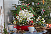 Christrosen (Helleborus niger) in Blumenschale mit Kranz aus Kiefernnadeln und Zapfen auf der Terrasse