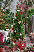 Thuje als Weihnachtsbaum im Topf mit Holzsternen, Weihnachtsdeko auf der Terrasse