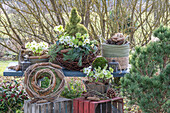 Winterdeko auf der Terrasse mit Fichtenbäumchen, Kiefernzweigen, Herbstkranz, Zapfen, und Blumenschalen mit Christrosen (Helleborus niger) auf Gartentisch
