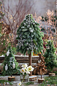 Minichristbäumchen gesteckt aus Zweigen der  Kanadischen Hemlocktanne (Tsuga canadensis) und Stech-Fichte (Picea pungens, Christrose (Helleborus Niger) in Vase, Weihnachtsdeko auf der Terrasse