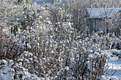 Bäume und Stauden in tief verschneitem Garten