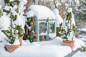 Winterlich dekorierte Terrasse, Zuckerhutfichte (Picea glauca) und Miniglashaus tief verschneit