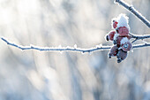 Hagebuttenzweige mit Eiskristallen, close-up