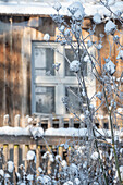 Verschneite Fenchelblüten im winterlichen Garten