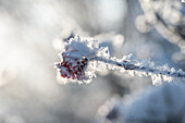 Gemeiner Schneeball (Viburnum), Zweig mit Früchten, mit Eiskristallen angefroren im Garten