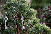 Verschneite Kiefernzweige mit Schlüsselanhänger dekoriert im Garten