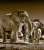 Elefantenherde an der Wasserstelle, die das reichliche Wasser zum Trinken und Duschen genießt. Camelthorn Lodge. Hwange National Park. Simbabwe.