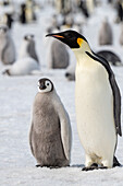 Antarctica, Weddell Sea, Snow Hill. Emperor penguins adult with chicks.