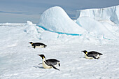 Antarctica, Weddell Sea, Snow Hill. Emperor penguins toboggining.