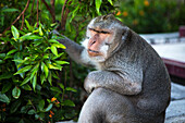 Kuta Selatan, Bali, Indonesien. Ein Affe sitzt in Uluwatu und beobachtet.
