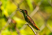 Tobago. Ruby topaz hummingbird on limb.