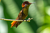Tobago. Rubintopas-Kolibri auf einem Ast.