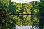 Trinidad, Caroni-Sumpf. Landschaft mit Sumpf und Mangrovenbäumen.