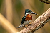 Trinidad, Caroni Swamp. Green kingfisher bird close-up.