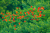 Trinidad, Caroni Swamp. Scarlet ibis birds in flight.